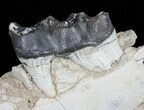 Brontotherium (Titanothere) Jaw Section - (reduced price) #50813-2